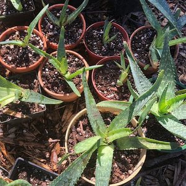 sparkling sarah aglaonema Sparkling Sarah Chinese Evergreen Plant - Aglaonema