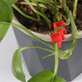 thumbnail image 4 of Paquete de 30 clips de entrenamiento de planta con ángulo de curvatura ajustable, 4 of 6