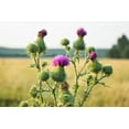 thumbnail image 4 of Seedville 100 Organic Blessed Milk Thistle Flower Seeds, Attracts Hummingbirds, 4 of 11