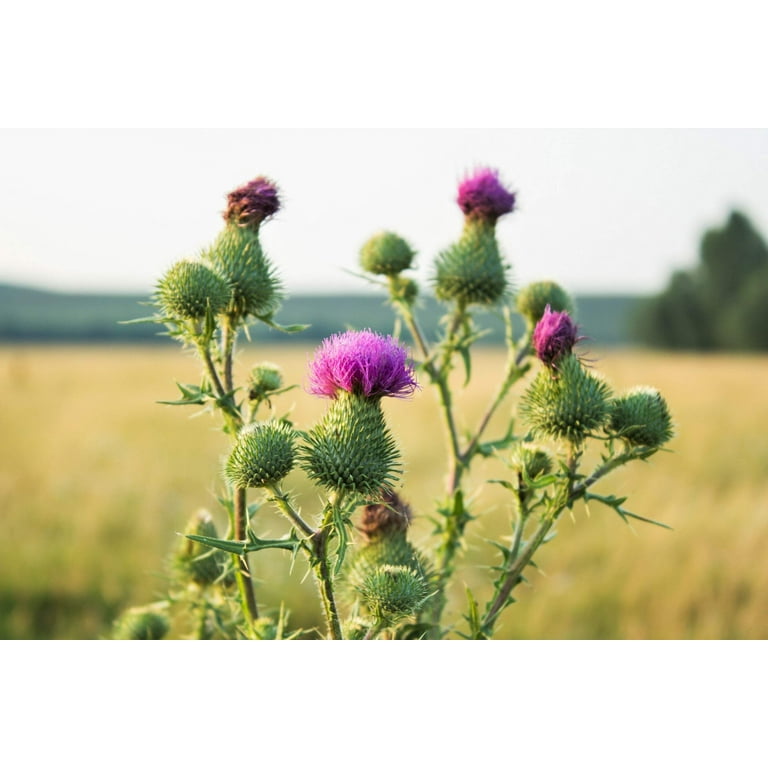 decorative small plant pots Colored Small Plant Succulent Pots main image 0