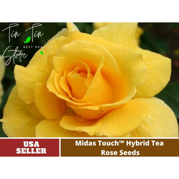 30 Rare Seeds| Midas Touch Hybrid Tea Rose Seeds #1032 | Seeds, Herbal Seeds, Flower Seeds, No GMO , Mixed Seed, Chinese Seeds