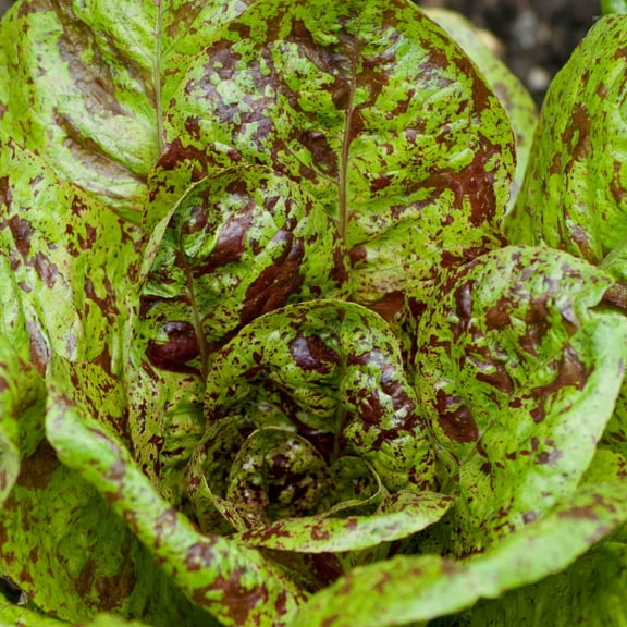 TomorrowSeeds - Freckles Romaine Lettuce Seeds - 6000  Count - For 2026 Planting Lactuca Sativa Red