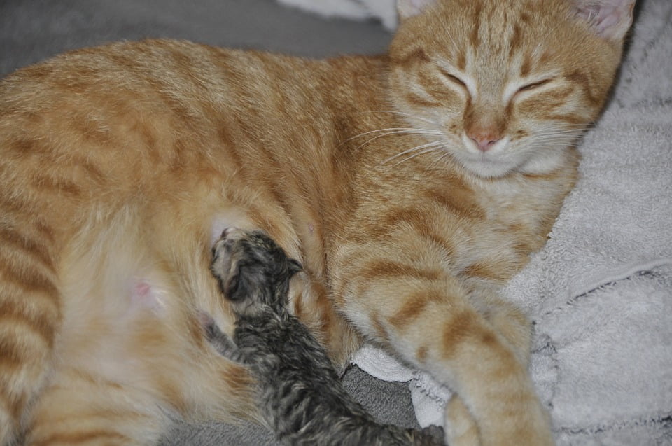 cat reborn