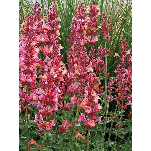 100 Coral Hyssop Seeds Agastache Perennial Flower Seed Flowers 245 US SELLER