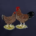 thumbnail image 3 of CafePress - Speckled Sussex Chickens Women's V Neck Dark T Shi - Women's V-Neck Dark T-Shirt, 3 of 4