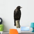 thumbnail image 1 of Young Carrion Crow Wall Decal Sticker, Wallmonkeys Peel & Stick Vinyl Graphic (24 in H x 9 in W), 1 of 4