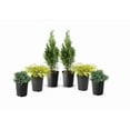thumbnail image 1 of 1 Gallon (3.8L) Evergreen Mix 6 Pack, 1 of 6
