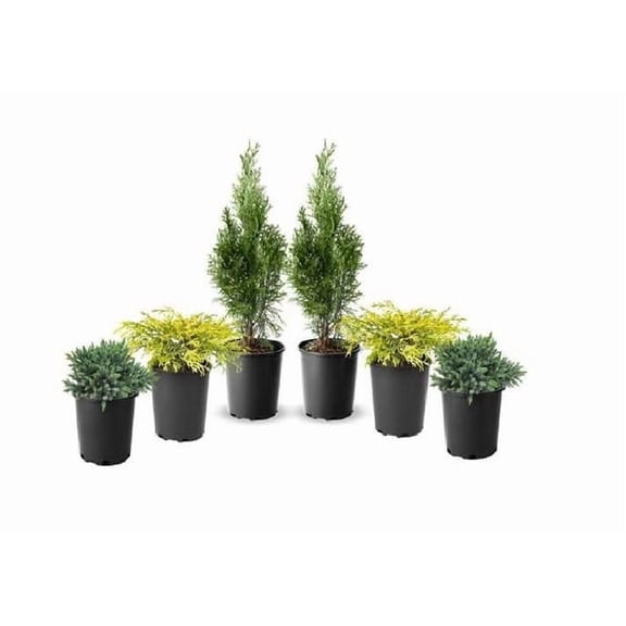 1 Gallon (3.8L) Evergreen Mix 6 Pack