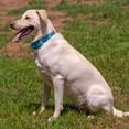 thumbnail image 3 of Country Brook Petz® Classy Chic Martingale Dog Collar Limited Edition, 2XS, 3 of 7