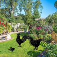 thumbnail image 3 of Chicken Yard Art Metal Stakes - Garden Decor Black Rooster Silhouette Stake for Yards, Patio, Outdoor Spring Decor - Set of 3 Metal Animal Lawn Decora, 3 of 4
