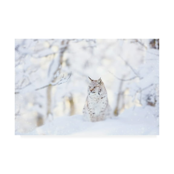 Trademark Fine Art 'Snow lynx' Canvas Art by PhotoINC Studio