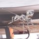 thumbnail image 4 of GOOHOCHY Estatua de hormiga de metal, figura de hormiga, decoración, estatua de animal de metal, adorno de mesa para el hogar, 4 of 7