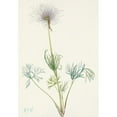 thumbnail image 2 of Mary Vaux Walcott 11x14 Gold Ornate Wood Frame and Double Matted Museum Art Print Titled - American Pasqueflower (Fruit). Ludoviciana Church (1955), 2 of 4