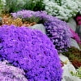 thumbnail image 2 of Mixed Creeping Phlox Seeds for Planting, MVR1&nbsp;2000 Colorful Perennial Flower Ground Cover Plant Seed, Non-GMO Long Blooming Lawn Alternative Great for Home Garden Decor, 2 of 3