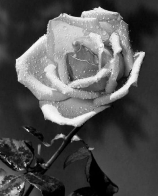 Close-up Of A Rose