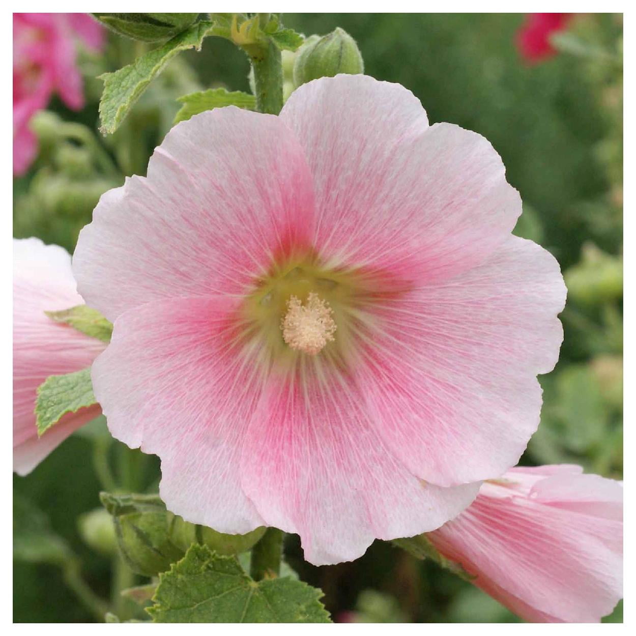 Everwilde Farms - 1/4 lb Hollyhock Garden Flower Seeds - Gold Vault Bulk Seed Packet