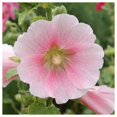 thumbnail image 4 of Everwilde Farms - 1/4 lb Hollyhock Garden Flower Seeds - Gold Vault Bulk Seed Packet, 4 of 4