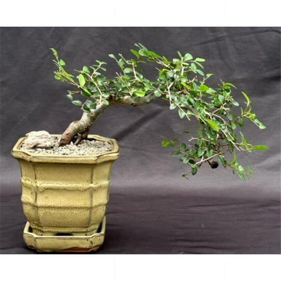 Bonsai Boy of   York e2374 Chinese Elm Bonsai Tree - Semi Cascade Style - Ulmus Parvifolia