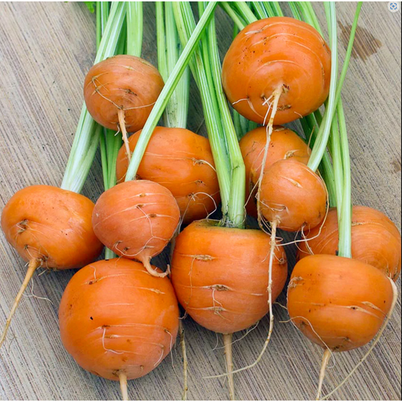 Parisian Carrot Seeds | NON-GMO | Heirloom | Fresh Vegetable Seeds
