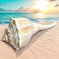 thumbnail image 4 of Giant Conch Seashell White Brown Pattern Rare Big Large Ocean Sea Shell Coastal Decor Nautical Centerpiece Decoration Beach Lovers Special Collection Gift, 4 of 6