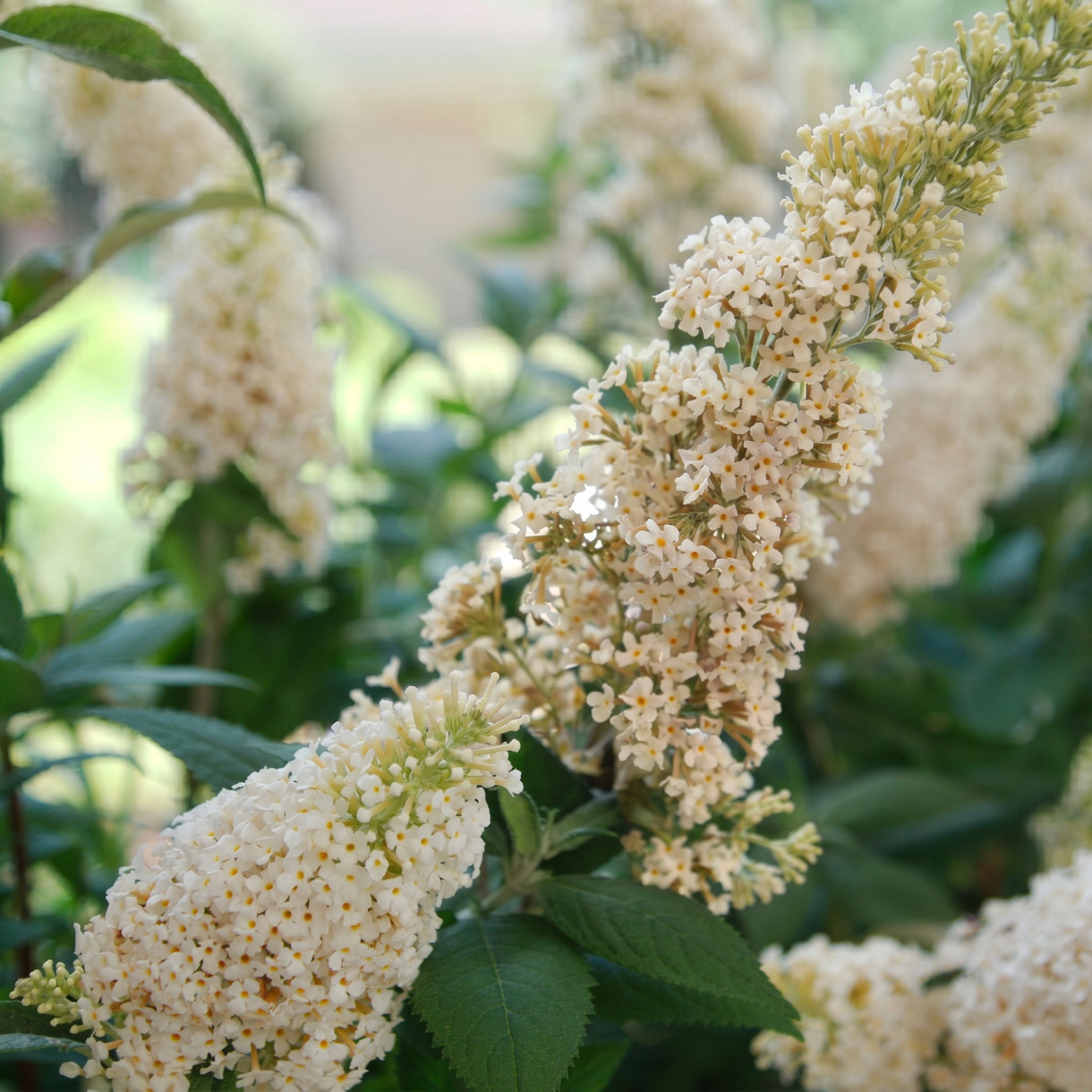 National Plant Network 3.25 in. Buddleia Ivory Buzz (16-Pack)