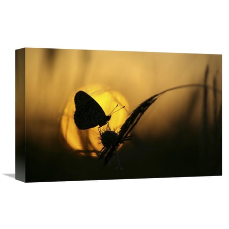 Global Gallery Janini (Zhana Topchieva),'August' Stretched Canvas Artwork