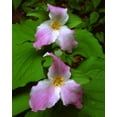 thumbnail image 2 of Talbot Frank, Christopher 26x32 White Modern Wood Framed Museum Art Print Titled - Tennessee, Great Smoky Mts Trillium flowers, 2 of 4