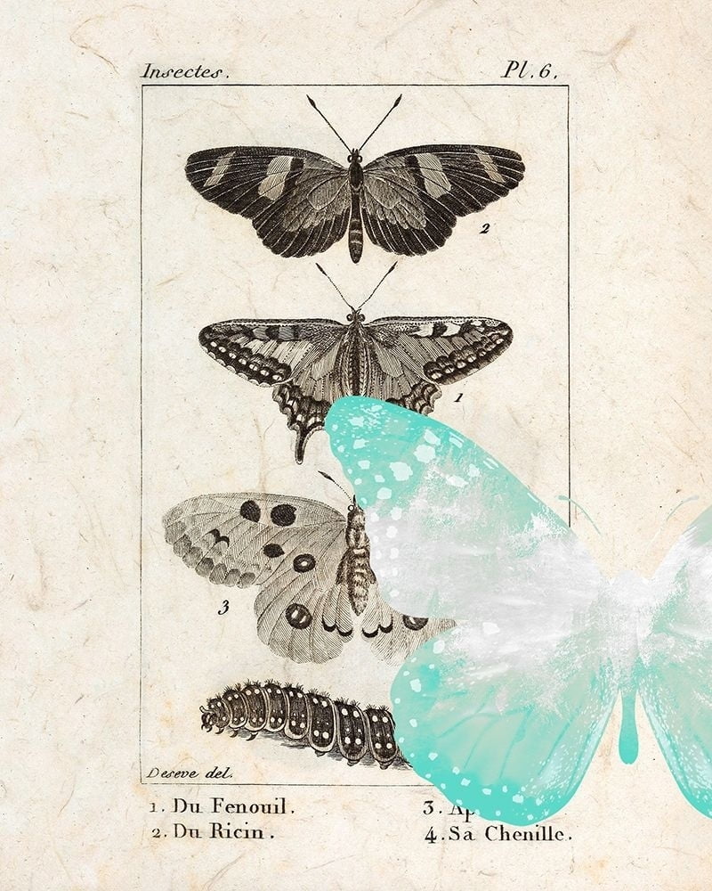 24 x 48 Vintage Butterfly 2 Poster Print by Kimberly Allen 