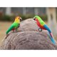 thumbnail image 4 of Pájaro artificial Zulema Gorrión realista, 4 of 5