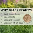 thumbnail image 4 of Jonathan Green Black Beauty Golden State California Cool Season Grass Seed, 1 lb, 4 of 5