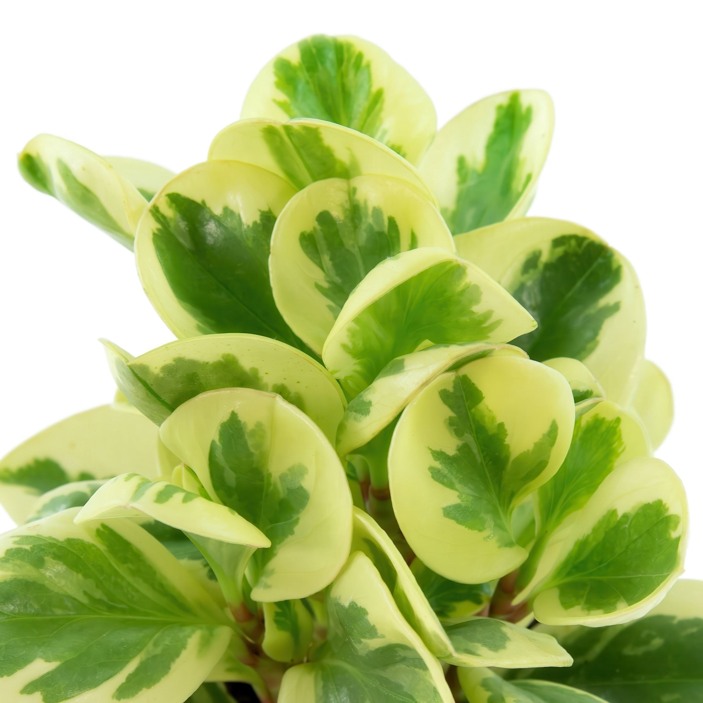 6 in. Peperomia Citrus Twist Plant in Grower Container