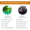 thumbnail image 4 of Organic Kombu Kelp Flakes - Young Baby Seaweed Grown in North Atlantic, Premium Quality Freeze-Dried for higher vitamin content. Soft Texture & Mild Taste. ½ tsp for daily vitamins. 60 Servi, 4 of 5