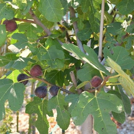 Fig Tree Plant - 1 Gallon