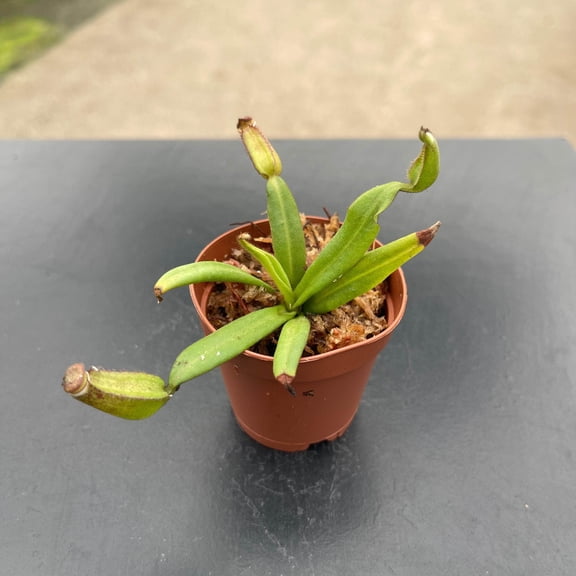 White Collared Carnivorous Pitcher Plant - 1 Live Starter Plant - Nepenthes Albomarginata - Beautiful Bold Trailing Houseplant