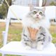 thumbnail image 2 of Puppy harness, cat harness and leash for walking escape proof, small dog harness and leash set, 2 of 4