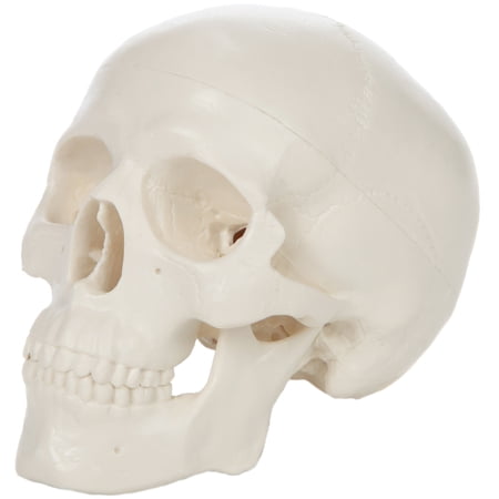 Axis Scientific Miniature Human Skull Model, 3 Part Anatomical Skull is 3.5" Tall, with Removable Skull Cap and Moving Jaw, Includes Detailed Product Manual, Worry Free 3 Year Warranty