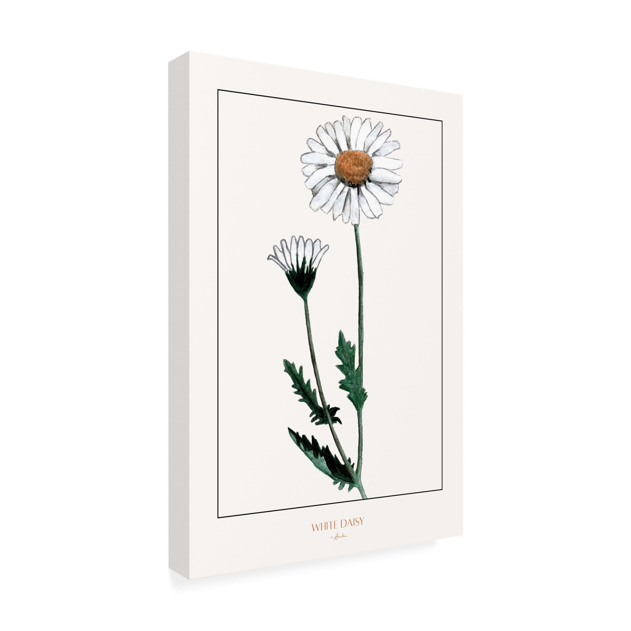 Trademark Fine Art Annika John White daisy Canvas Wall Art
