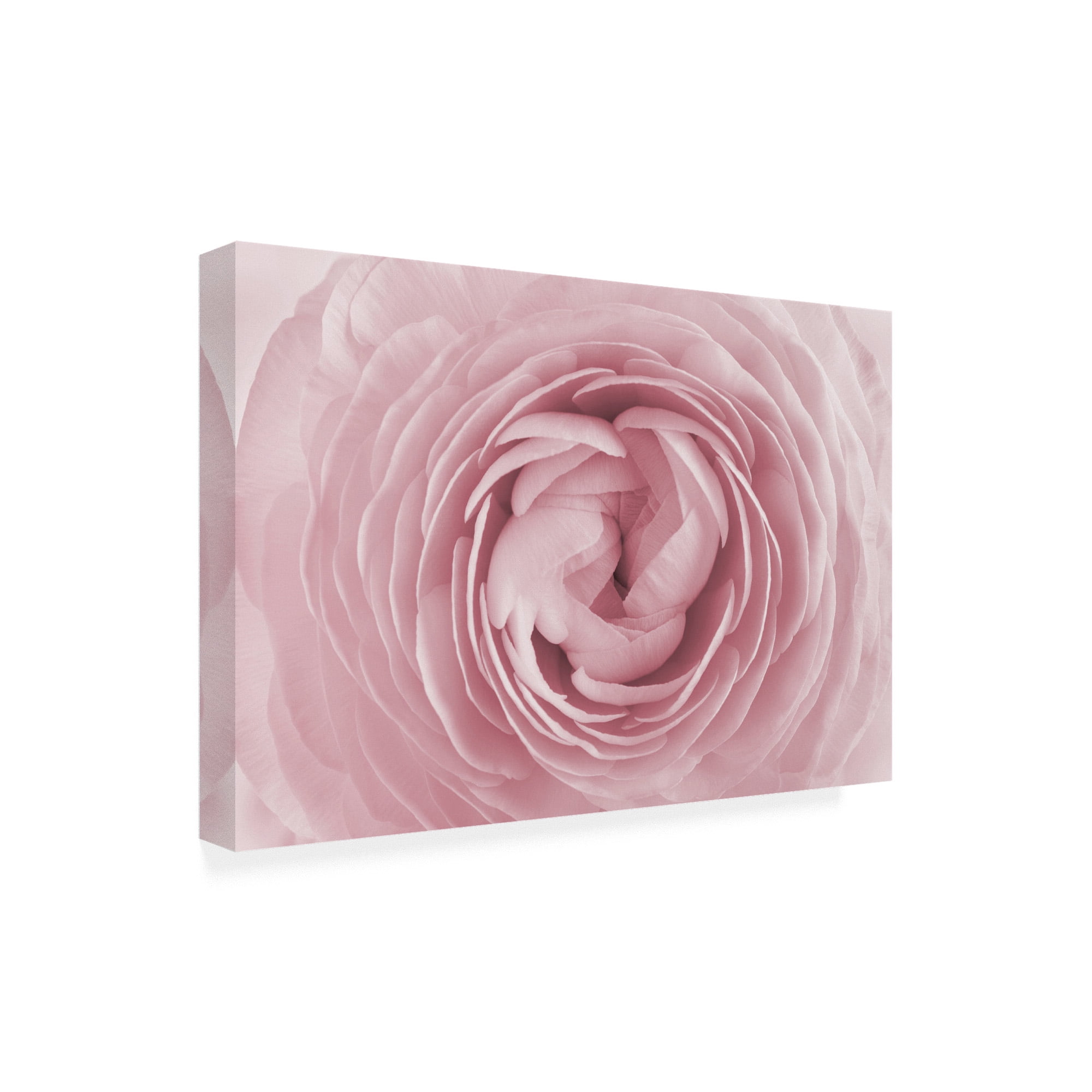 Trademark Fine Art 'Large Pink Rose' Canvas Art by PhotoINC Studio