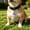 A, variant on Lightweight Dog ID Tags, Personalized Silent Silicone Pet Name Tags to Avoid Pet Loss