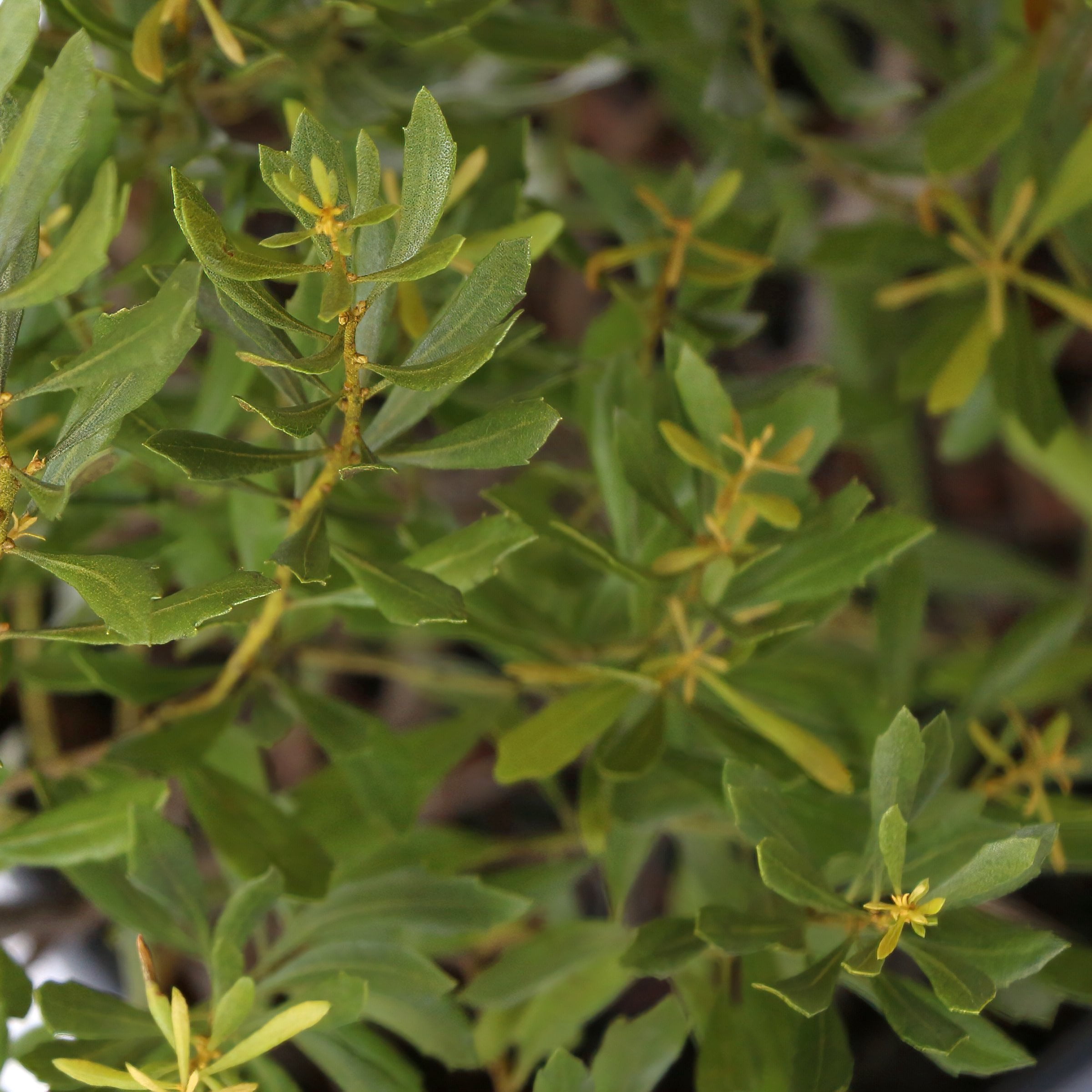 Live Shrub 3 gal Dwarf Wax Myrtle with Full Sunlight