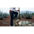 thumbnail image 6 of Agave Tequilana  Live Large Size Plants  Blue Weber Tequila Succulent  Drought Tolerant Hardy Ornamental Specimen, 6 of 9