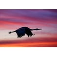 thumbnail image 2 of Jones, Adam 18x13 Gold Ornate Wood Framed with Double Matting Museum Art Print Titled - Sandhill crane silhouetted flying at sunset Bosque del Apache National Wildlife Refuge-New Mexico, 2 of 4