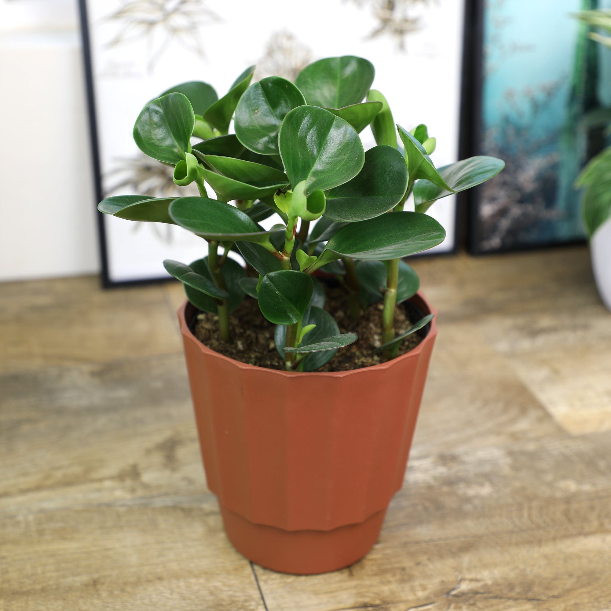 Altman Plants Element 6" Green Peperomia Live Plants in 6" Self Watering Pot