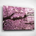 thumbnail image 3 of Epic Art 'Cherry Blossom Tree Panorama' by Nicklas Gustafsson Acrylic Glass Wall Art, 24"x16", 3 of 4
