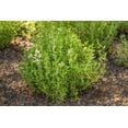 thumbnail image 4 of 3 Live Lemon Thyme Plants (Thymus Citriodorus) – Aromatic Perennial Herb, Thriving in 2.5" Nursery Cubes, 4 of 9