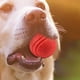 thumbnail image 1 of ¡Grandes ahorros para las fiestas! 1 pelota de goma maciza para perros, juguete de entrenamiento para masticar, buscar y morder. ¡Excelentes regalos a precios reducidos en liquidación!, 1 of 4