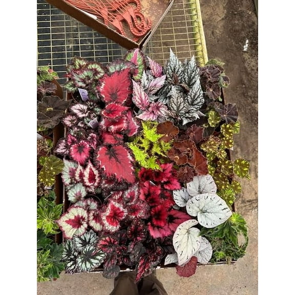 Harmony Foliage Begonia Rex Hybrids in 4 inch pots 15-Pack Bulk Wholesale Hybridized Unique Plants