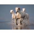 thumbnail image 4 of Rostovskiy Anton 14x12 Black Modern Wood Framed Wall Art Titled - Camargue Horses On Sunset, 4 of 6