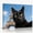 C, variant on XaaKee Canvas Wall Art Prints White Persian Cat Selfie Parisian Scenery Art Prints Inner Framed 18*12Inch