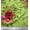 Light Green, variant on Soimoi Velvet Fabric Triangle,Berries & Rose Flower Printed Fabric 1 Yard 58 Inch Wide